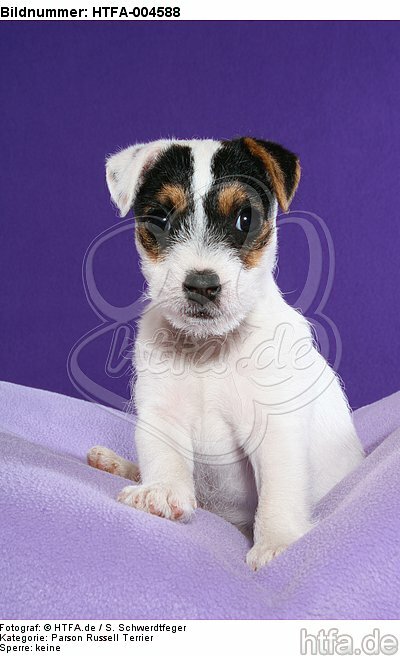 Parson Russell Terrier Welpe / parson russell terrier puppy / HTFA-004588