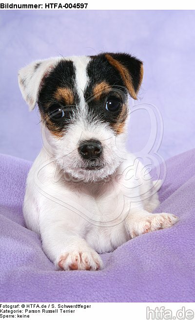 Parson Russell Terrier Welpe / parson russell terrier puppy / HTFA-004597