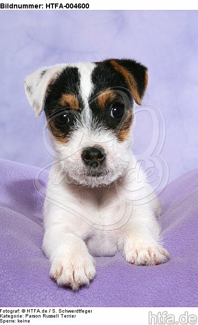 Parson Russell Terrier Welpe / parson russell terrier puppy / HTFA-004600