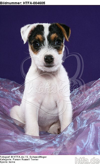 Parson Russell Terrier Welpe / parson russell terrier puppy / HTFA-004605