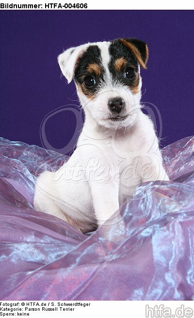 Parson Russell Terrier Welpe / parson russell terrier puppy / HTFA-004606