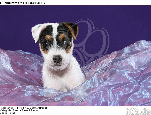 Parson Russell Terrier Welpe / parson russell terrier puppy / HTFA-004607