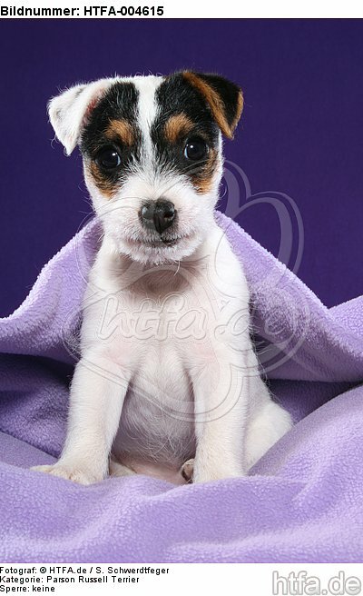 Parson Russell Terrier Welpe / parson russell terrier puppy / HTFA-004615