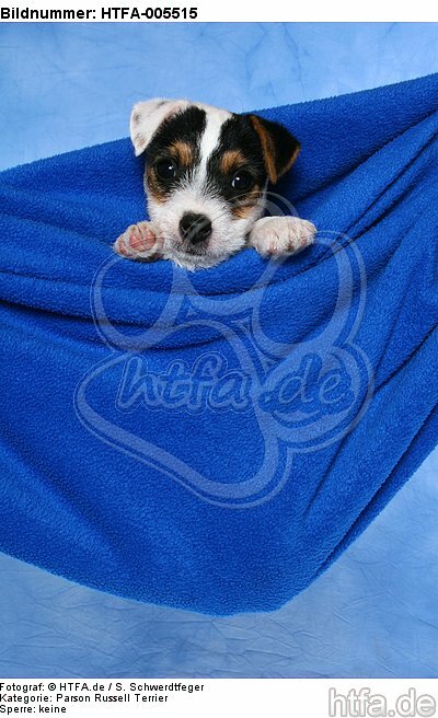 Parson Russell Terrier Welpe / parson russell terrier puppy / HTFA-005515