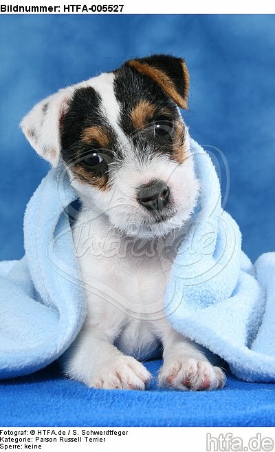 Parson Russell Terrier Welpe / parson russell terrier puppy / HTFA-005527