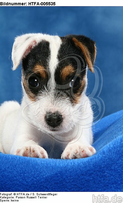 Parson Russell Terrier Welpe / parson russell terrier puppy / HTFA-005535