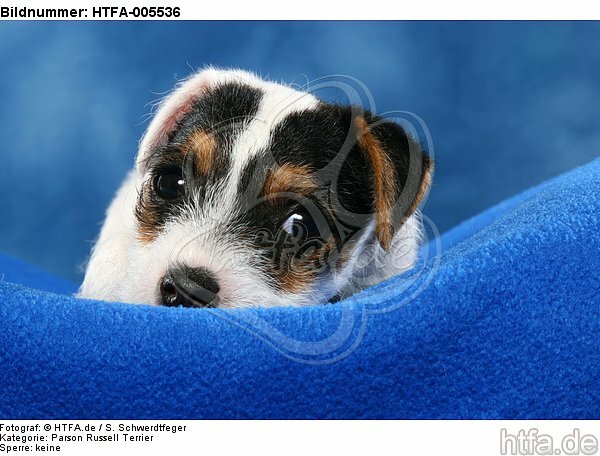 Parson Russell Terrier Welpe / parson russell terrier puppy / HTFA-005536