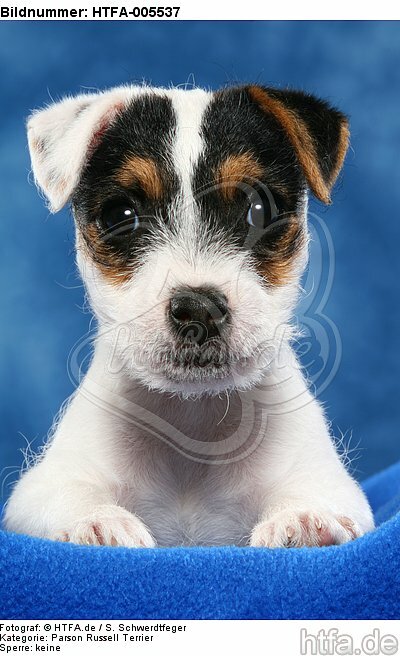 Parson Russell Terrier Welpe / parson russell terrier puppy / HTFA-005537
