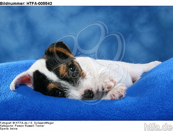 Parson Russell Terrier Welpe / parson russell terrier puppy / HTFA-005543