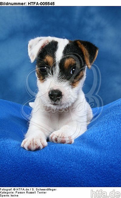 Parson Russell Terrier Welpe / parson russell terrier puppy / HTFA-005545