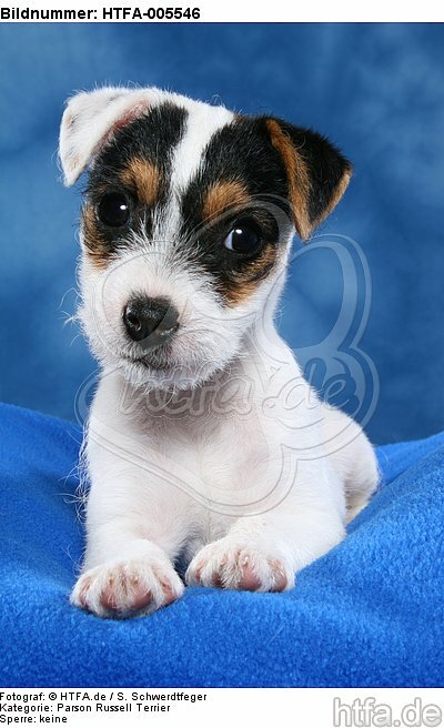 Parson Russell Terrier Welpe / parson russell terrier puppy / HTFA-005546