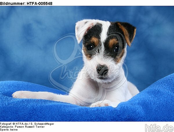 Parson Russell Terrier Welpe / parson russell terrier puppy / HTFA-005548