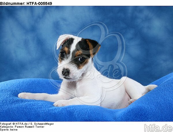 Parson Russell Terrier Welpe / parson russell terrier puppy / HTFA-005549