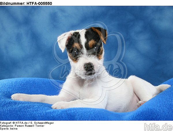 Parson Russell Terrier Welpe / parson russell terrier puppy / HTFA-005550