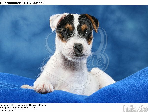 Parson Russell Terrier Welpe / parson russell terrier puppy / HTFA-005552