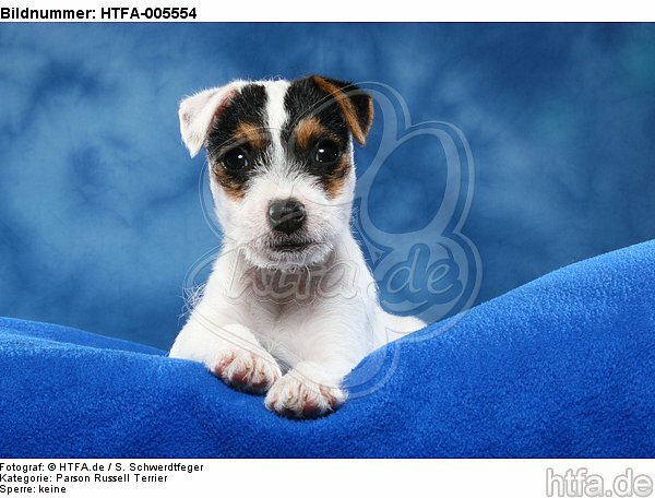 Parson Russell Terrier Welpe / parson russell terrier puppy / HTFA-005554