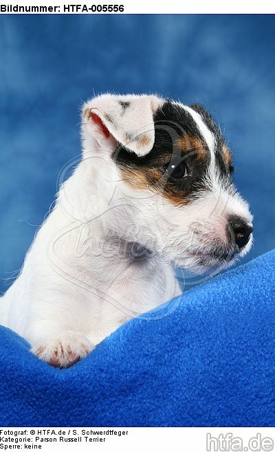 Parson Russell Terrier Welpe / parson russell terrier puppy / HTFA-005556