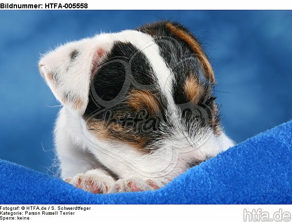 Parson Russell Terrier Welpe / parson russell terrier puppy / HTFA-005558