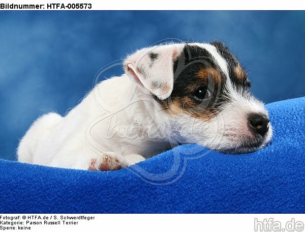 Parson Russell Terrier Welpe / parson russell terrier puppy / HTFA-005573