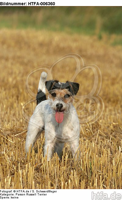 Parson Russell Terrier / HTFA-006360