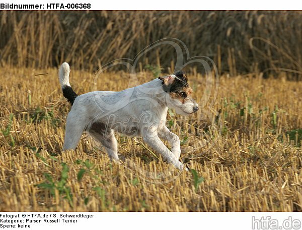 Parson Russell Terrier / HTFA-006368