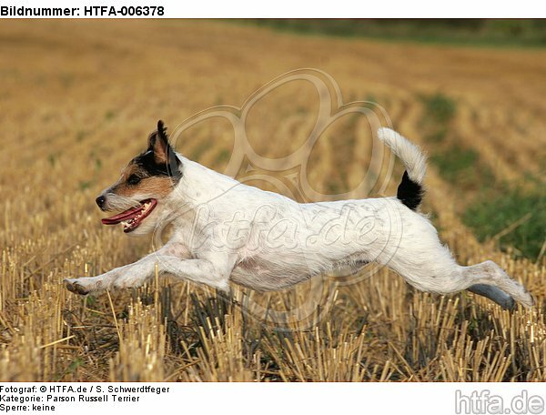 Parson Russell Terrier / HTFA-006378
