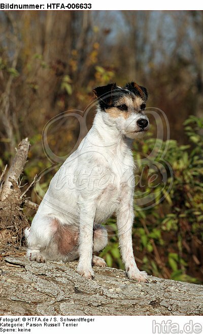 Parson Russell Terrier / HTFA-006633