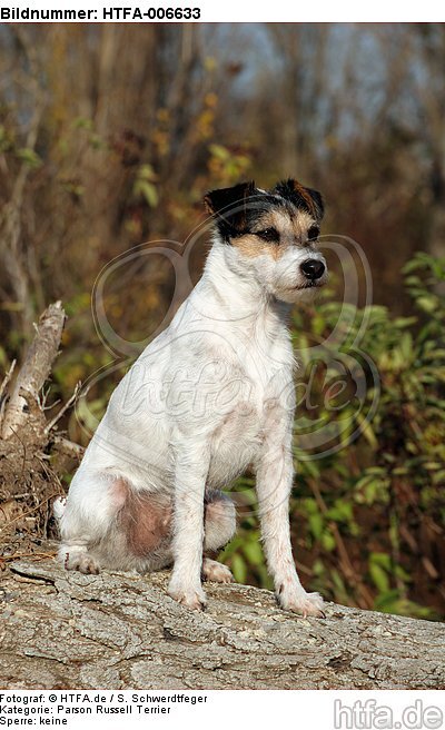 Parson Russell Terrier / HTFA-006633