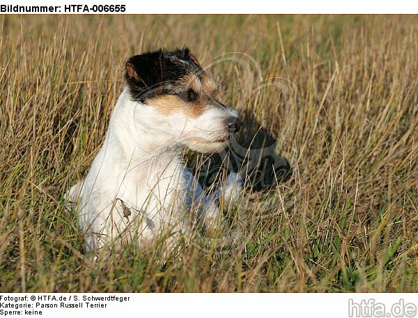 Parson Russell Terrier / HTFA-006655
