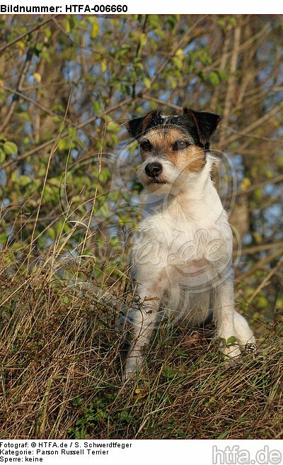 Parson Russell Terrier / HTFA-006660
