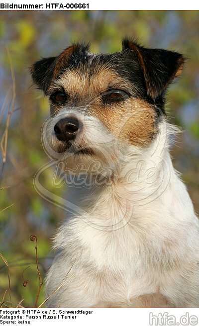 Parson Russell Terrier / HTFA-006661