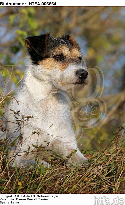 Parson Russell Terrier / HTFA-006664