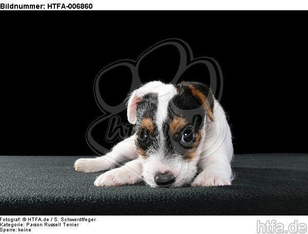 Parson Russell Terrier Welpe / parson russell terrier puppy / HTFA-006860