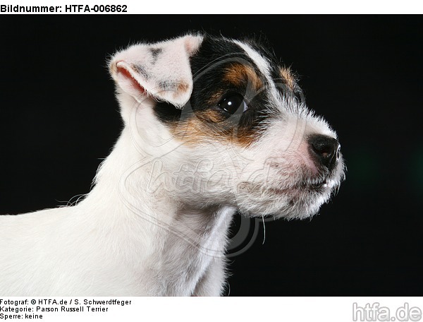 Parson Russell Terrier Welpe / parson russell terrier puppy / HTFA-006862