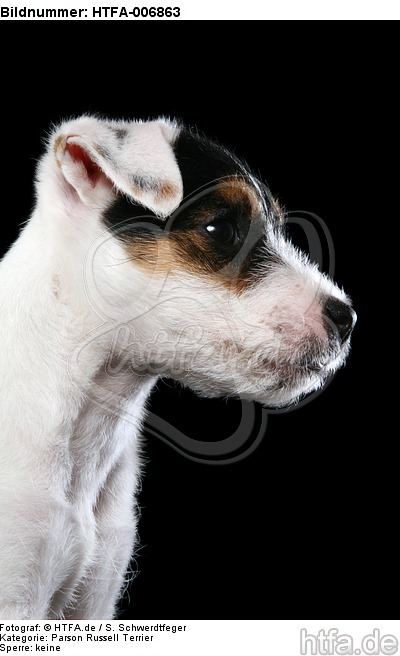 Parson Russell Terrier Welpe / parson russell terrier puppy / HTFA-006863