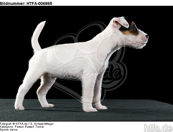 Parson Russell Terrier Welpe / parson russell terrier puppy / HTFA-006865
