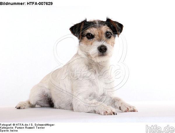 Parson Russell Terrier / HTFA-007629
