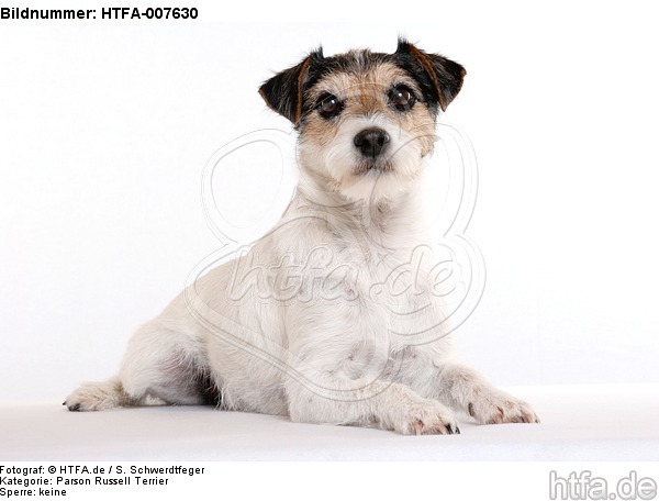 Parson Russell Terrier / HTFA-007630