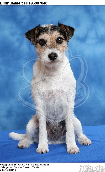 Parson Russell Terrier / HTFA-007640