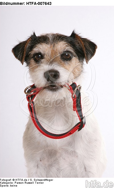 Parson Russell Terrier / HTFA-007643