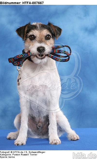 Parson Russell Terrier / HTFA-007667