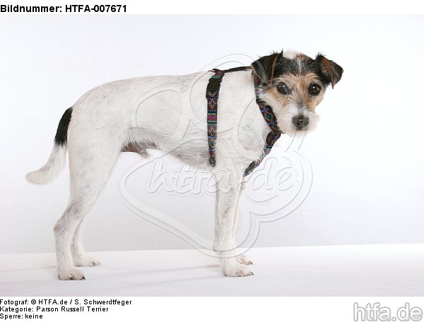 Parson Russell Terrier / HTFA-007671