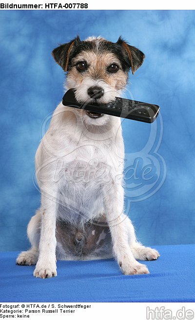 Parson Russell Terrier / HTFA-007788