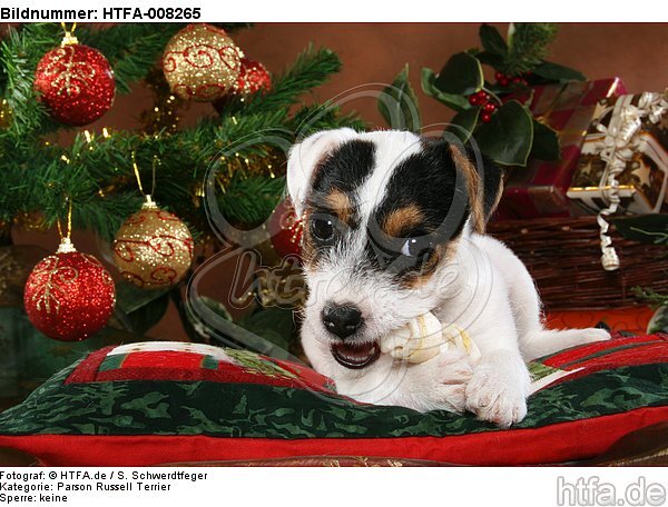 Parson Russell Terrier Welpe zu Weihnachten / PRT puppy at christmas / HTFA-008265