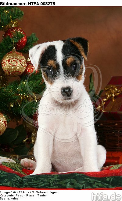 Parson Russell Terrier Welpe zu Weihnachten / PRT puppy at christmas / HTFA-008275