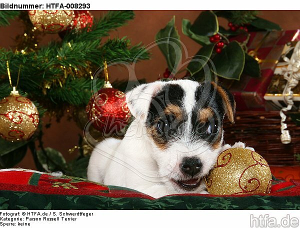 Parson Russell Terrier Welpe zu Weihnachten / PRT puppy at christmas / HTFA-008293