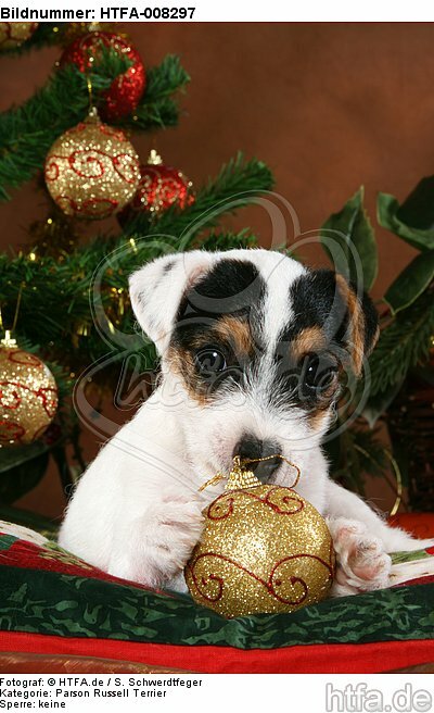 Parson Russell Terrier Welpe zu Weihnachten / PRT puppy at christmas / HTFA-008297