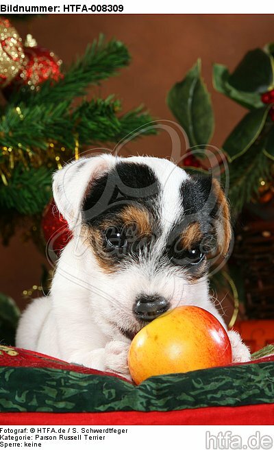 Parson Russell Terrier Welpe zu Weihnachten / PRT puppy at christmas / HTFA-008309