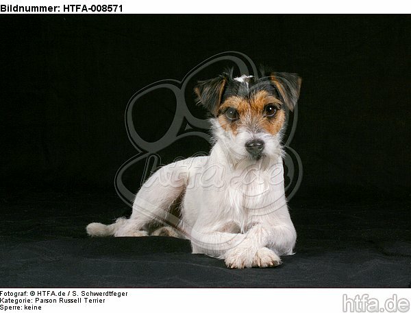 liegender Parson Russell Terrier / lying prt / HTFA-008571
