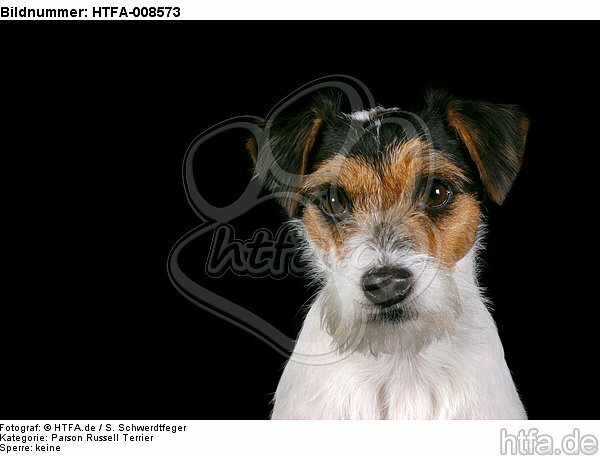 Parson Russell Terrier Portrait / HTFA-008573